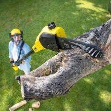 Best Root Management and Removal  in Shingle Springs, CA