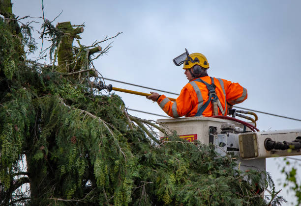 Best Hedge Trimming  in Shingle Springs, CA