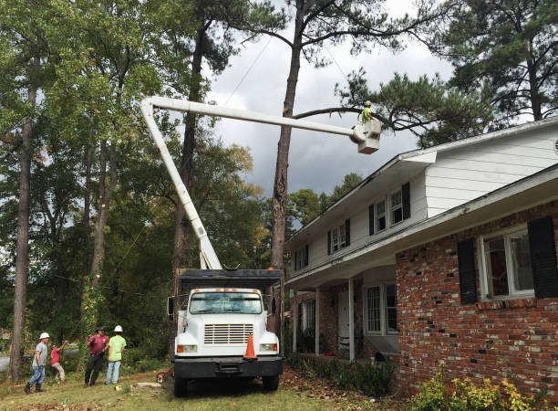Best Leaf Removal  in Shingle Springs, CA
