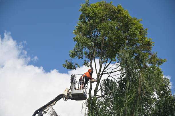 Best Tree Disease Treatment  in Shingle Springs, CA