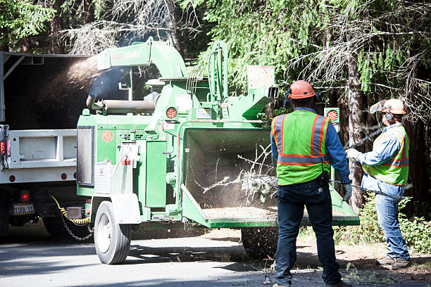 Shingle Springs, CA Tree Care Company
