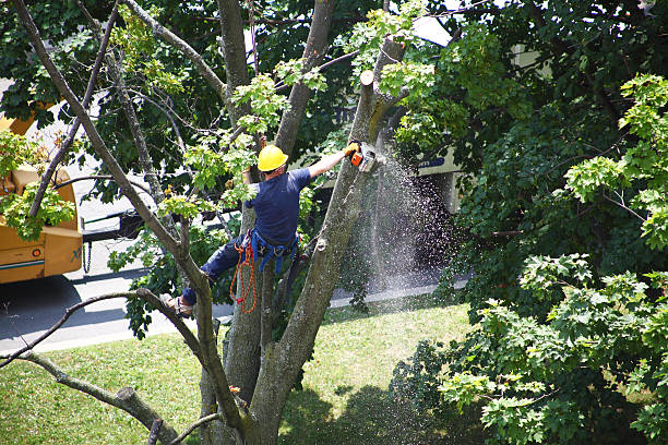 How Our Tree Care Process Works  in  Shingle Springs, CA