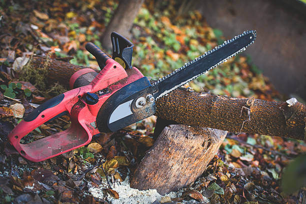 Best Lawn Disease Treatment  in Shingle Springs, CA